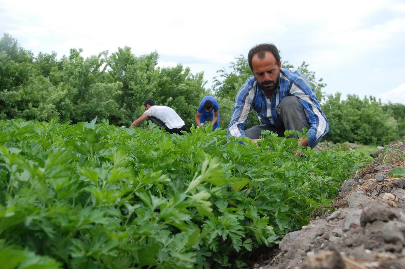 Çatışma mağduru çiftçilerin borçları ertelendi